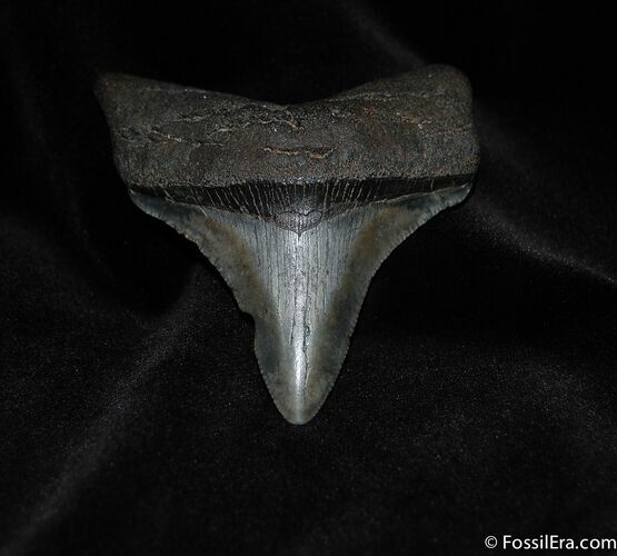 Inch Megalodon Tooth #66